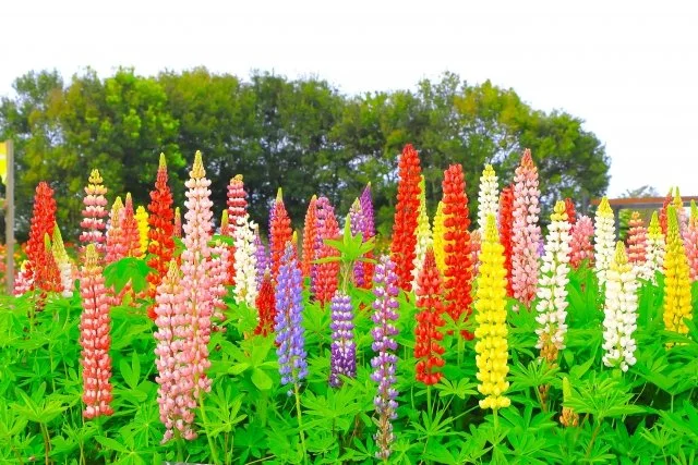 ラッセルルピナスの育て方｜大型花穂を咲かせる管理方法