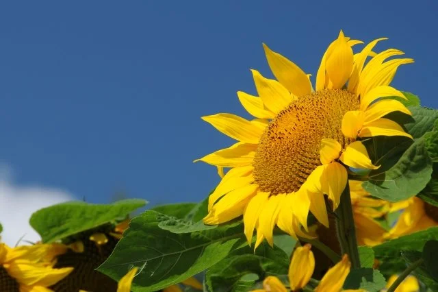 ヒマワリの育て方｜大きな花を咲かせるコツ