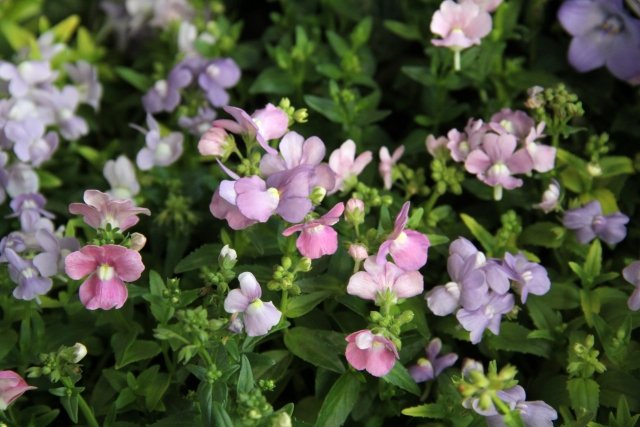 ネメシアの育て方｜春と秋に咲く花の管理方法