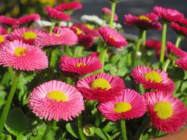 デージーの育て方｜冬に咲く花の管理方法