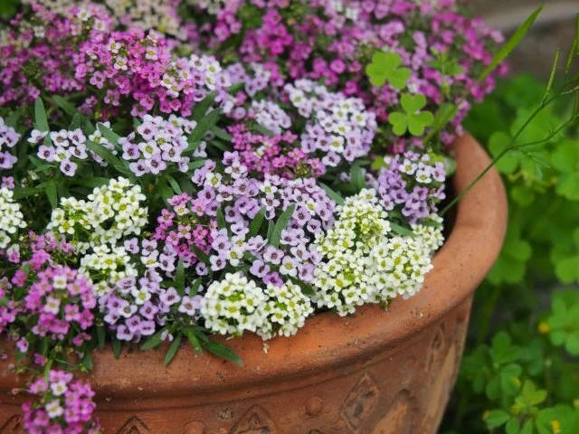 スイートアリッサムの育て方｜香りを楽しむ花の管理方法