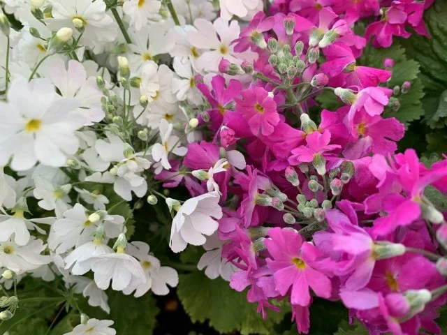 プリムラ・マラコイデスの育て方｜冬に咲く花の管理方法
