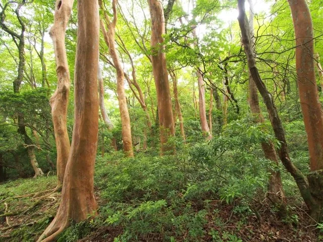木肌が綺麗な木5選｜幹が美しいおすすめ庭木