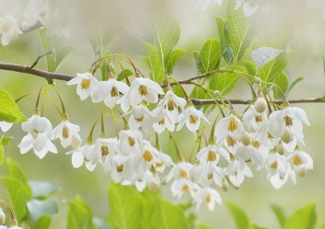 5月が開花時期の庭木5選｜春から初夏を彩る花木特集