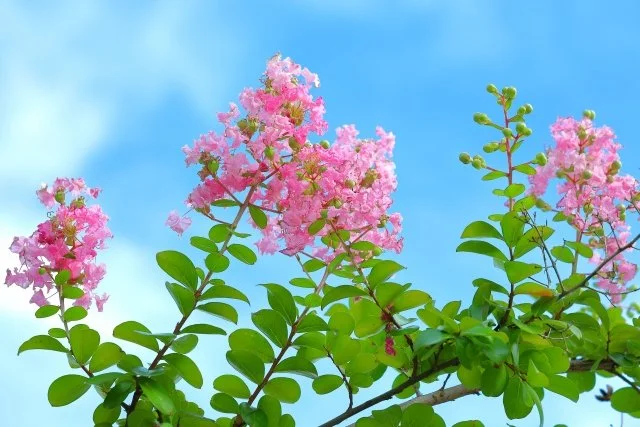 7月が開花時期の庭木5選｜夏に咲くおすすめ花木