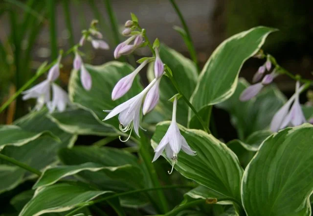 シェードガーデン向け下草5選｜日陰に強いおすすめ植物