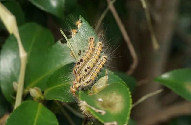 植物の害虫対策｜よく出る虫の種類と家庭でできる駆除・予防法