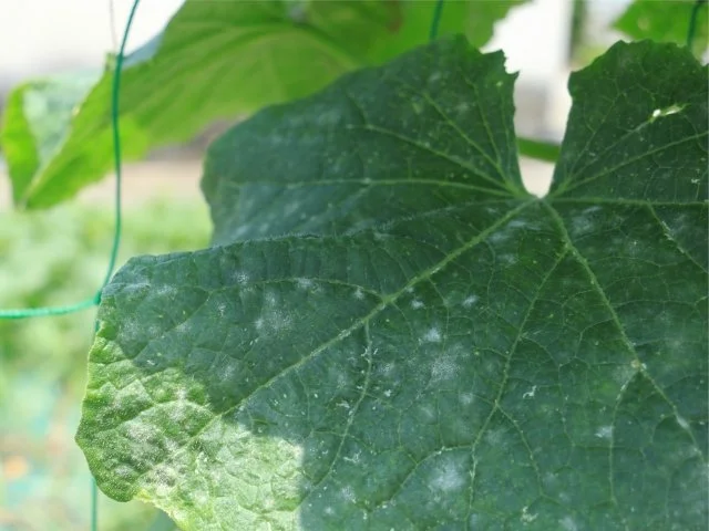 植物の病気対策｜うどんこ病・黒星病・すす病・軟腐病の予防と対処法
