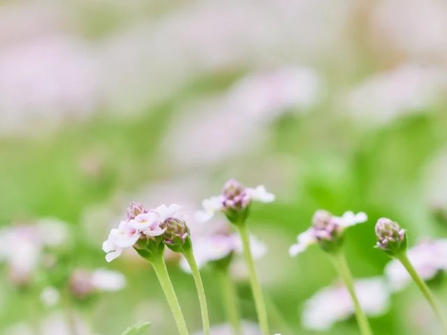 クラピアの育て方｜芝生代替に人気のグランドカバー