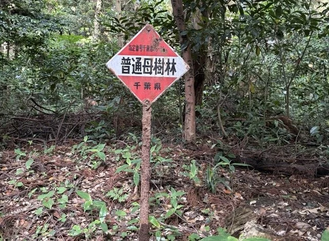 母樹林とは何か？未来の森林を支える親木の林をわかりやすく解説