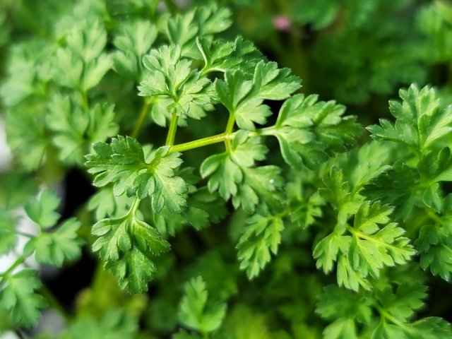 チャービルの育て方｜やさしい香りを楽しむ繊細なハーブ植物