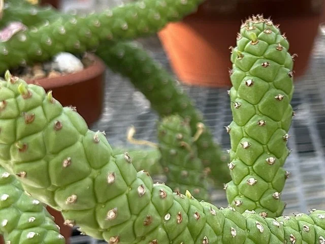 モナデニウムの育て方｜個性的な塊根植物の魅力と管理方法