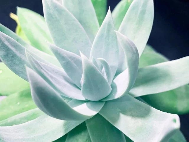 ダドレアの育て方と魅力｜粉をまとう神秘の多肉植物とは
