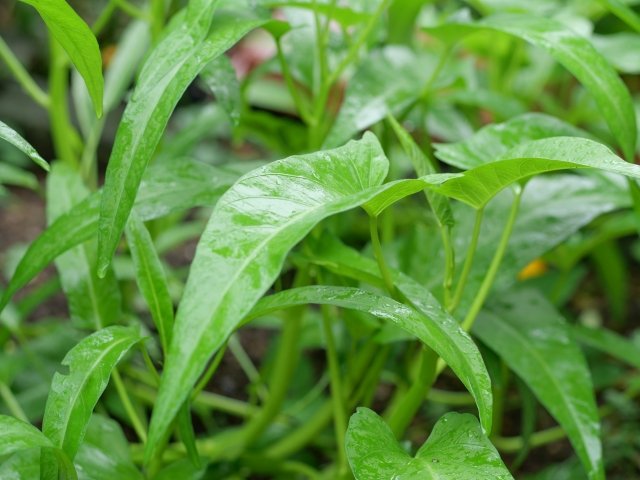 空芯菜の育て方｜初心者でも育てやすい夏の葉物野菜