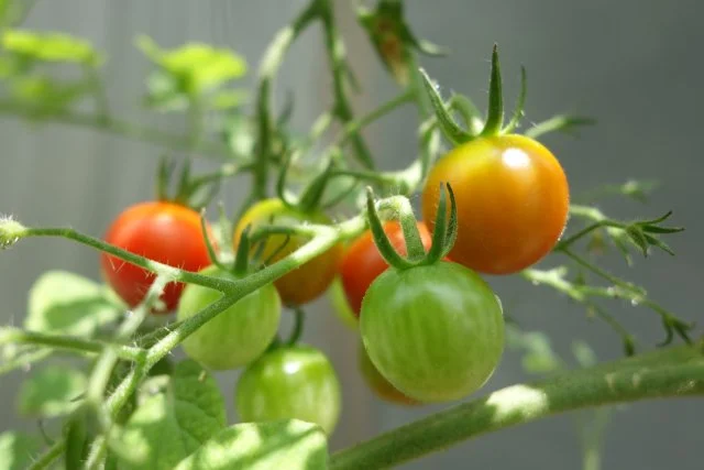 6月から始める家庭菜園｜梅雨時期でも育てやすい野菜と始め方