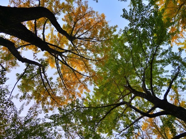 植物にも性別がある？オス木・メス木の仕組みと庭木選びの注意点