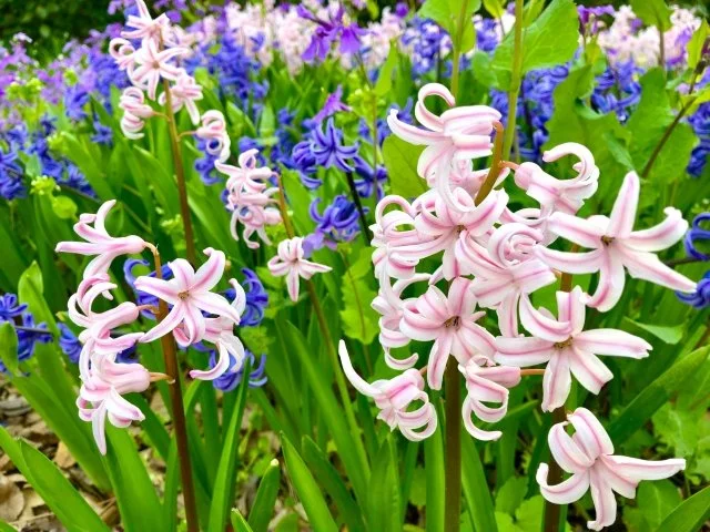ヒヤシンス（風信子）とは？春に香る球根植物の特徴と育て方