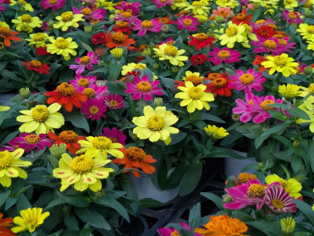 ジニアの育て方｜百日草の種まき・花がら摘み・長く咲かせるコツを解説