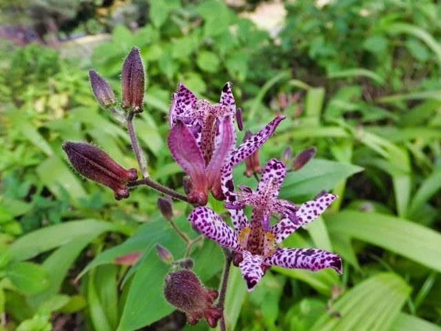 ホトトギス（杜鵑草）の育て方｜半日陰で咲く秋の山野草の植え付け・管理方法を解説