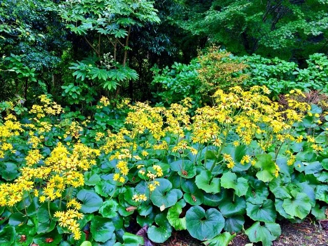 ツワブキ（石蕗）とは？光沢のある葉と黄色い花が美しい植物の特徴と育て方