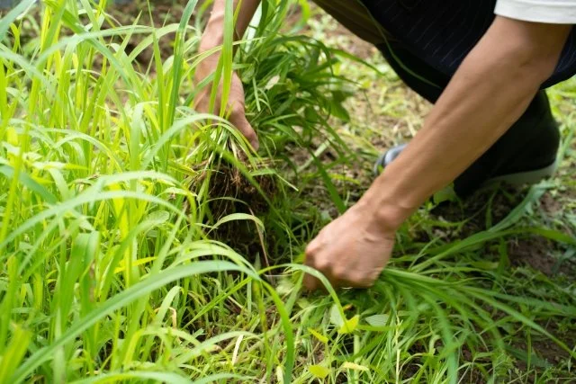 除草のコツは成長点にある｜草刈り・手取り除草・防草対策をわかりやすく解説