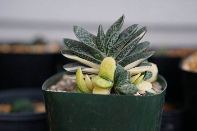 ガステリアの育て方と特徴｜半日陰でも元気に育つ丈夫な多肉植物