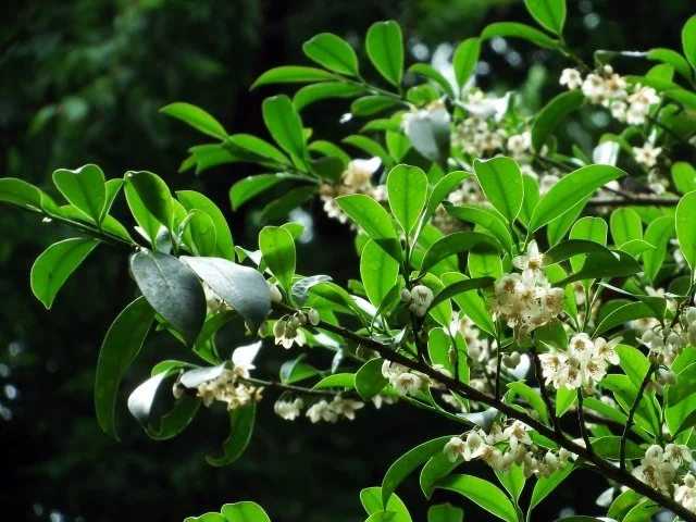 サカキ（榊）の育て方｜神棚に供える榊の特徴・剪定・庭木管理を解説
