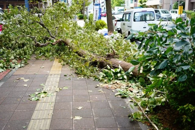 台風前後に確認したい庭のお手入れ｜庭木・鉢植え・家庭菜園の対策を解説