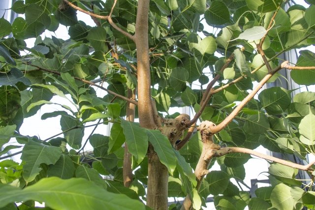 インドボダイジュ（印度菩提樹）の育て方｜ハート形の葉が美しい観葉植物を解説