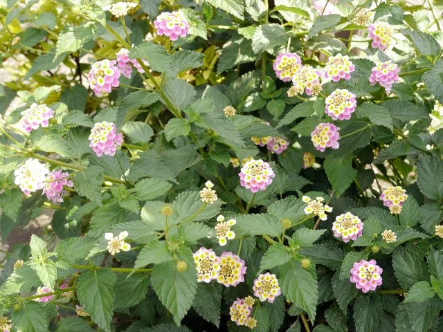 ランタナ（七変化）の育て方｜七変化とも呼ばれる花色豊かな低木を解説