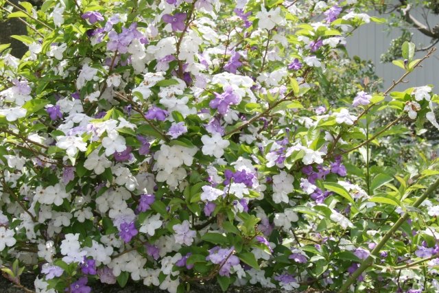 ニオイバンマツリ（匂蕃茉莉）の育て方｜紫から白へ変わる香りの花木を解説