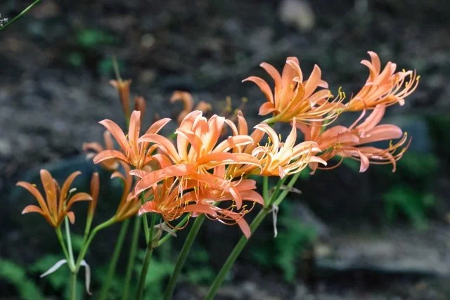キツネノカミソリ（狐の剃刀）の育て方｜夏に咲くオレンジ色の山野草を解説
