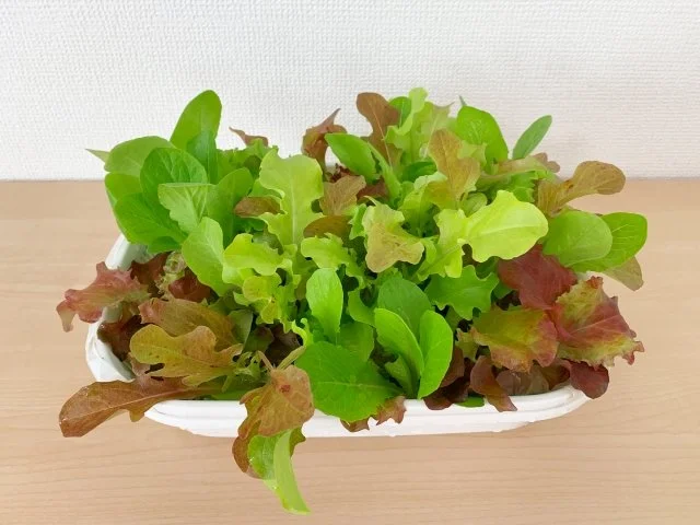 リーフレタスをプランターで育てるコツ｜水やり・肥料・とう立ち対策まで紹介