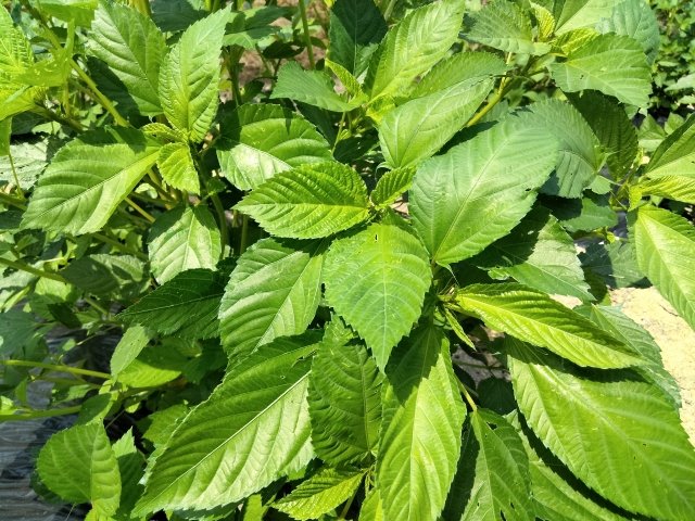 モロヘイヤの育て方｜家庭菜園で育てやすい夏野菜の種まき・収穫方法を解説