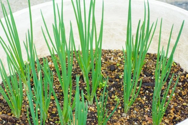小ネギ栽培の始め方｜種まき時期・収穫方法・葉先が枯れる原因を解説