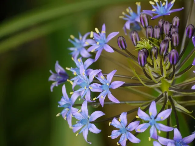 シラー・ペルビアナ（大蔓穂）の育て方｜青紫色の星形花が美しい球根植物を解説