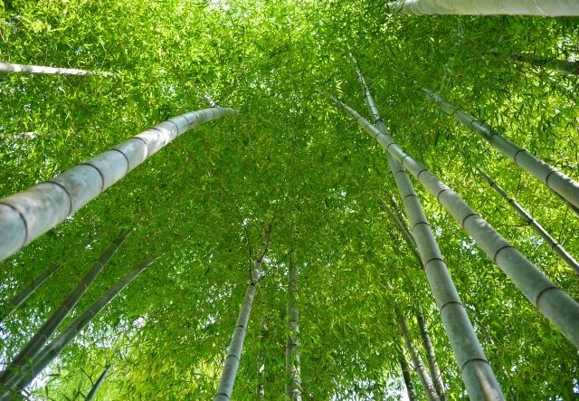 モウソウチク（孟宗竹）の育て方｜タケノコが採れる大型竹の特徴・竹林管理・地下茎対策を解説