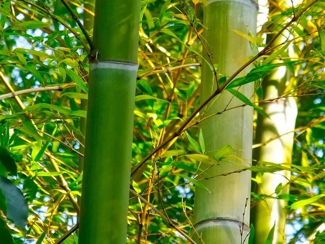 マダケの育て方｜竹材に使われる竹の特徴・竹林管理・地下茎対策を解説