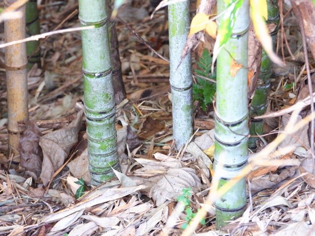 ホテイチク（布袋竹）の育て方｜ふくらんだ節が美しい竹の特徴・剪定・地下茎対策を解説