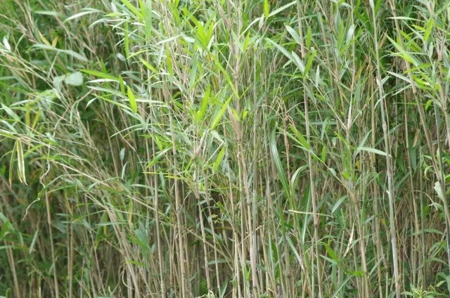 ヤダケ（矢竹）の育て方｜細い稈が美しい竹の特徴・剪定・地下茎対策を解説