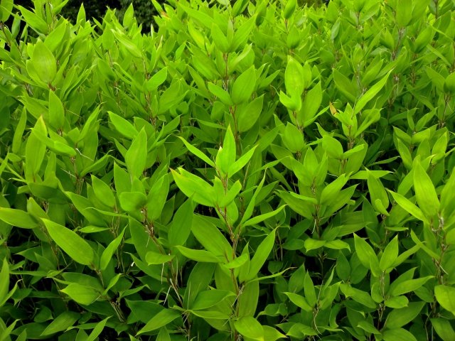 オカメザサ（阿亀笹）の育て方｜低い生垣や和風の下草に向くササの特徴・管理方法を解説