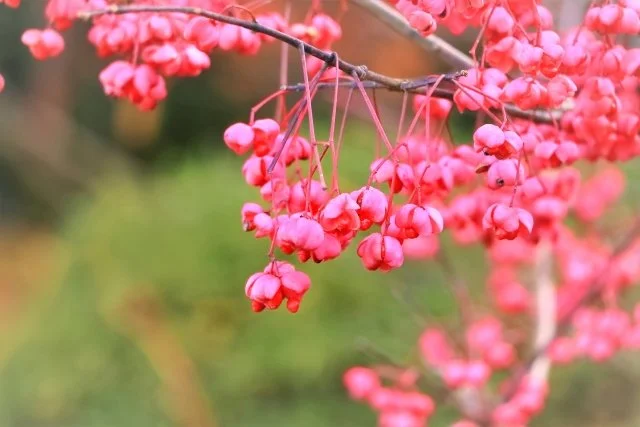 マユミ（真弓、檀）の育て方｜秋にかわいい実をつける落葉庭木の特徴・剪定・管理方法を解説