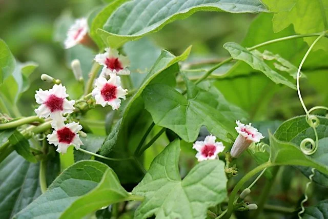 ヘクソカズラ（屁糞葛）の特徴と対策｜名前の由来・似た植物・庭での管理方法まで解説