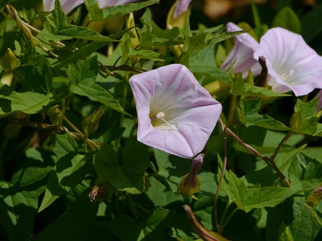 ヒルガオ（昼顔）が庭に増える理由｜地下茎で広がるつるの除草と再発防止のコツ