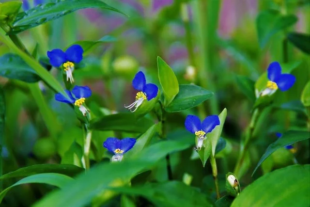 ツユクサ（露草）が庭に増える理由｜湿った場所に広がる原因と除草・再発予防のコツ