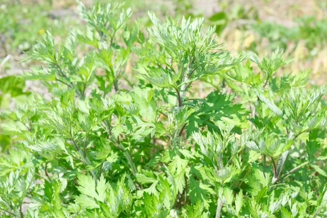 ヨモギ（蓬）の特徴と見分け方｜食用利用の注意点・似た植物・庭での管理方法まで紹介