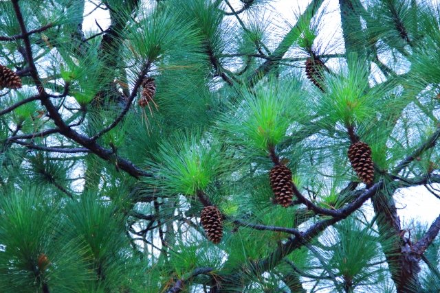 ダイオウショウ（大王松）の育て方｜長い葉と大きな松ぼっくりが特徴の常緑針葉樹を解説
