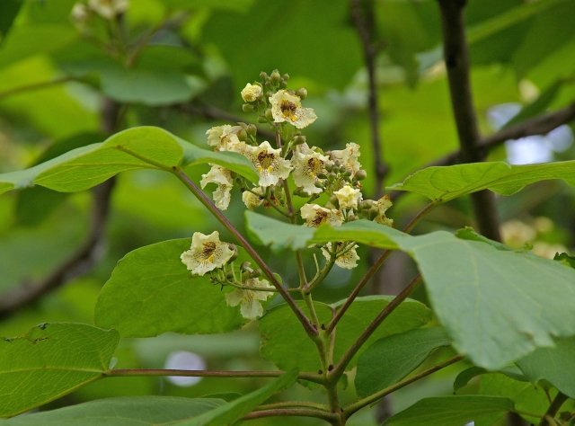 キササゲ（木大角豆）の育て方｜大きな葉と細長い実が特徴の落葉高木を解説