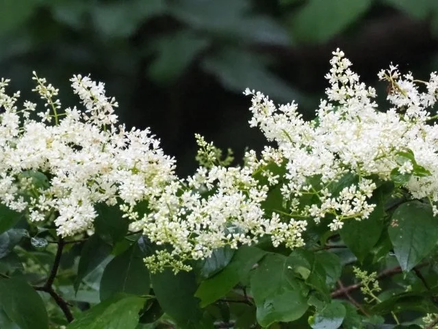 ハシドイ（丁香花）の育て方｜白い花を咲かせる落葉高木の特徴・剪定・管理方法を解説