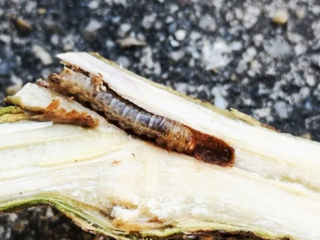 幹から木くずが出る原因はテッポウムシ？カミキリムシ幼虫の見つけ方と対策